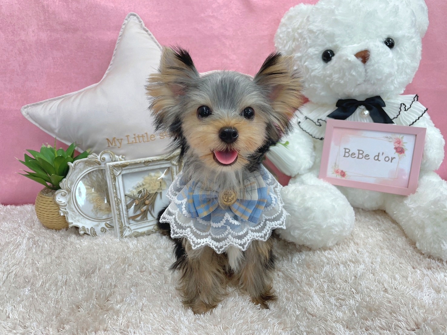 ヨークシャーテリア ティーカップヨーキーの子犬のご紹介