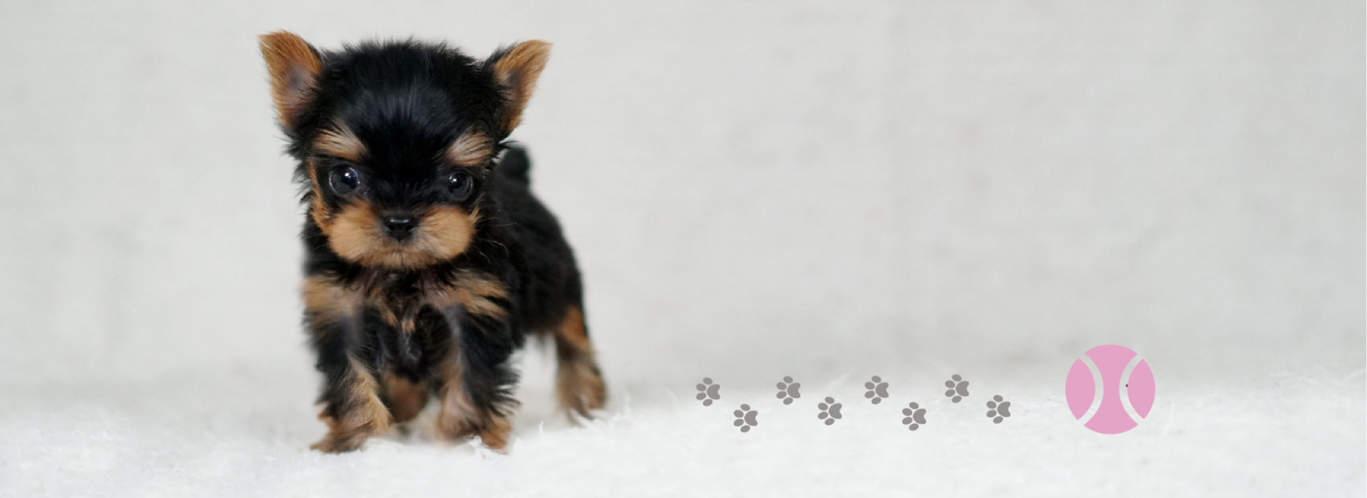 ヨークシャーテリア ティーカップヨーキー