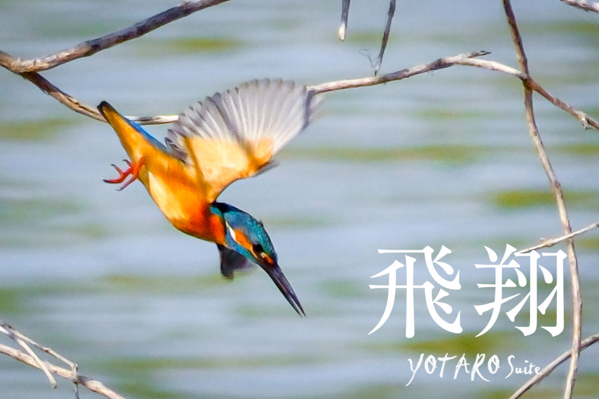 X-T5で「カワセミの飛翔撮影」 | Fujifilm X-T5 | 与太郎組曲フォトブログ