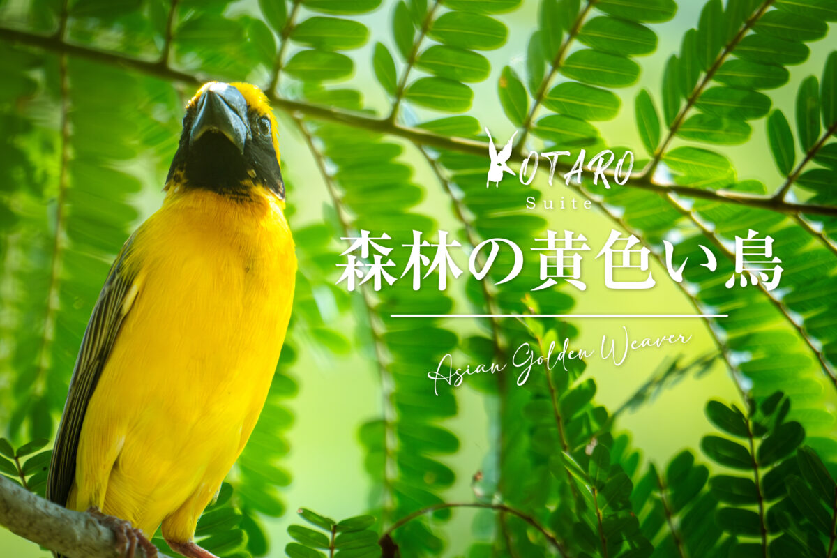 X-T5で「森林の黄色い鳥」 | Fujifilm X-T5 | 与太郎組曲フォトブログ