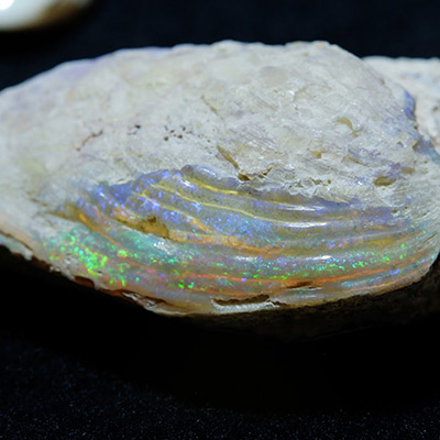 シェルオパール」 | 洋灯舎