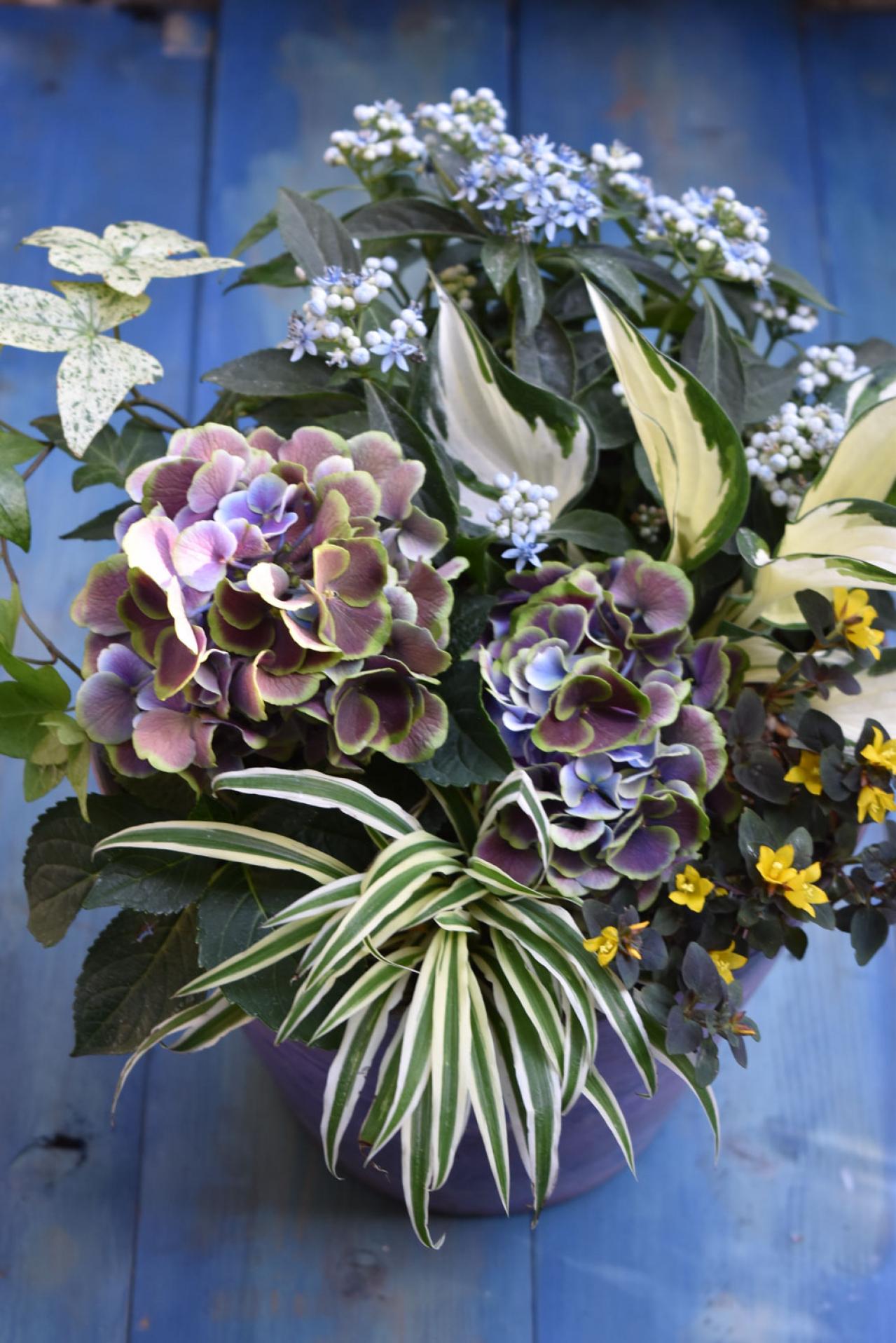 ガーデニング】色の移ろいがすてき！ 吉谷桂子さんの「アンティーク