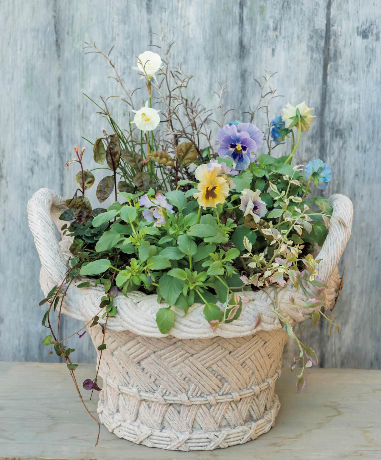 大人シックな雰囲気の【パンジー・ビオラの寄せ植え】フリルの花弁で