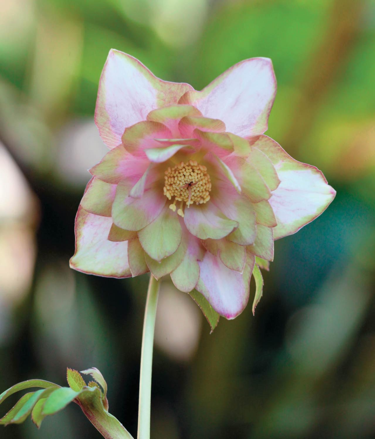 個性的な花がいっぱい【ダブル咲きのクリスマスローズ】好みのひと鉢が