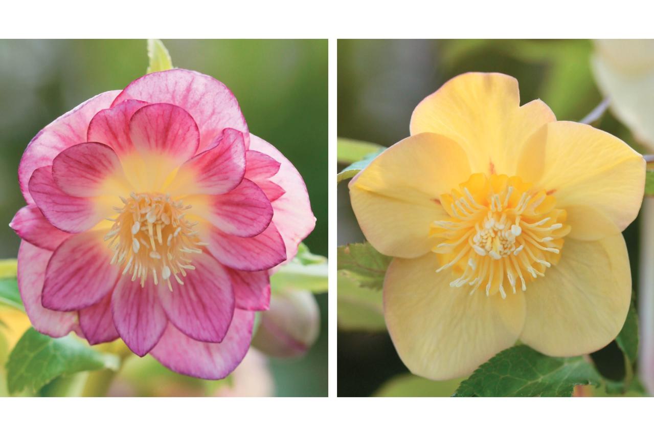 2026年冬に注目の【クリスマスローズ】明るい花色で人気のオーレア系を