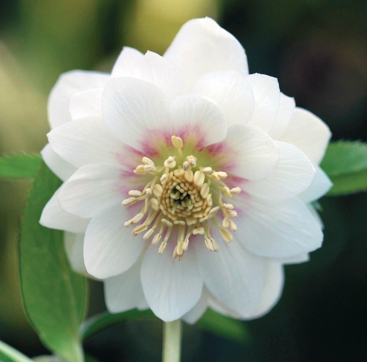 個性的な花がいっぱい【ダブル咲きのクリスマスローズ】好みのひと鉢が