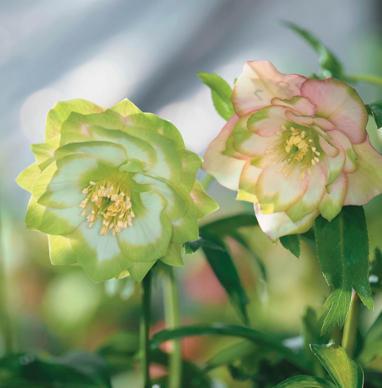 個性的な花がいっぱい【ダブル咲きのクリスマスローズ】好みのひと鉢が