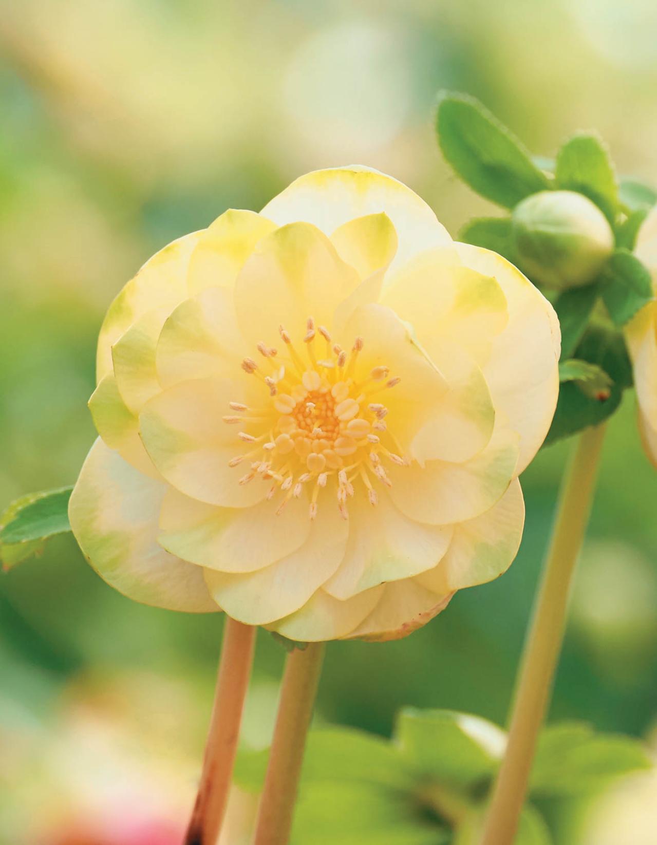 2026年冬に注目の【クリスマスローズ】明るい花色で人気のオーレア系を