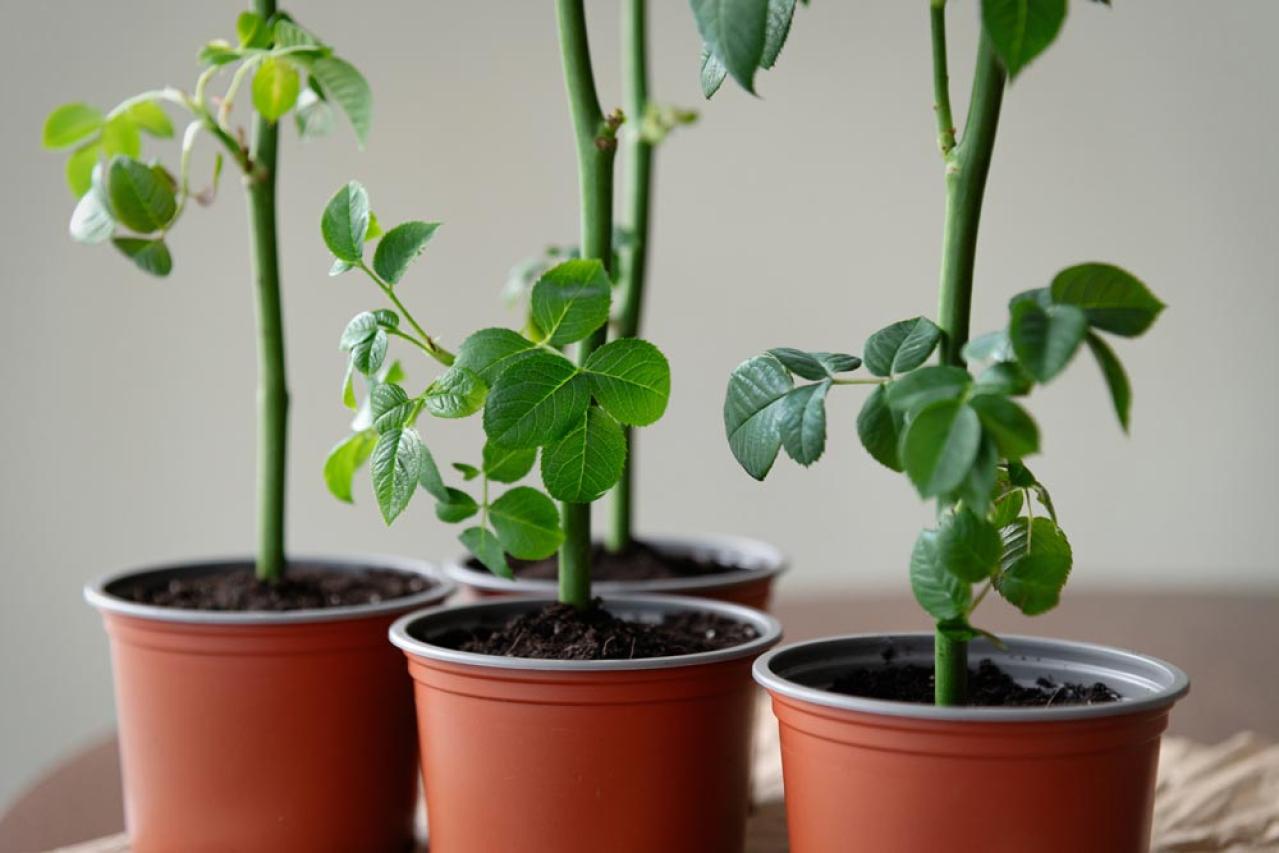 ガーデニング】切って挿すだけ！かんたん挿し木でお気に入りの植物をふ