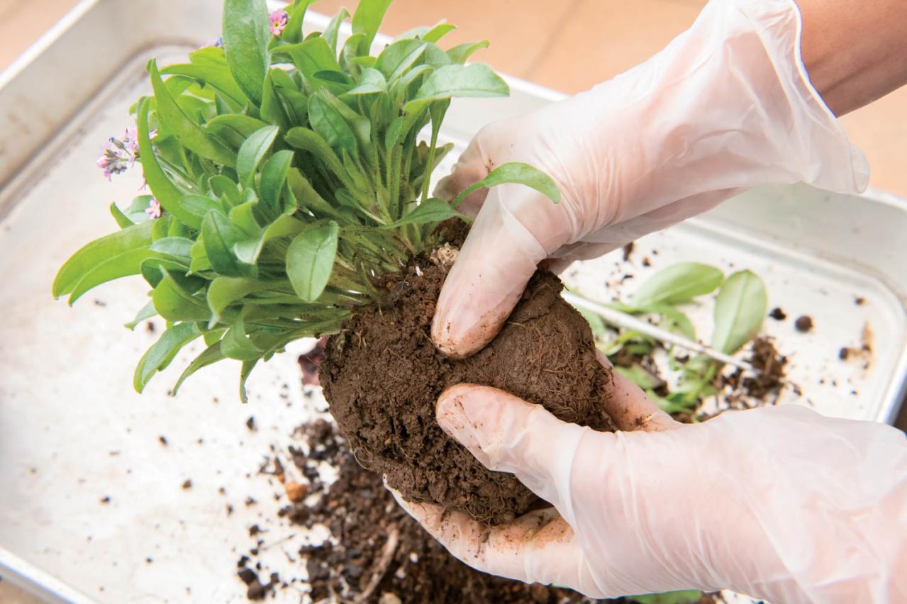 芽出し苗を使えば簡単！長く楽しめる【ヒヤシンス寄せ植え】の作り方