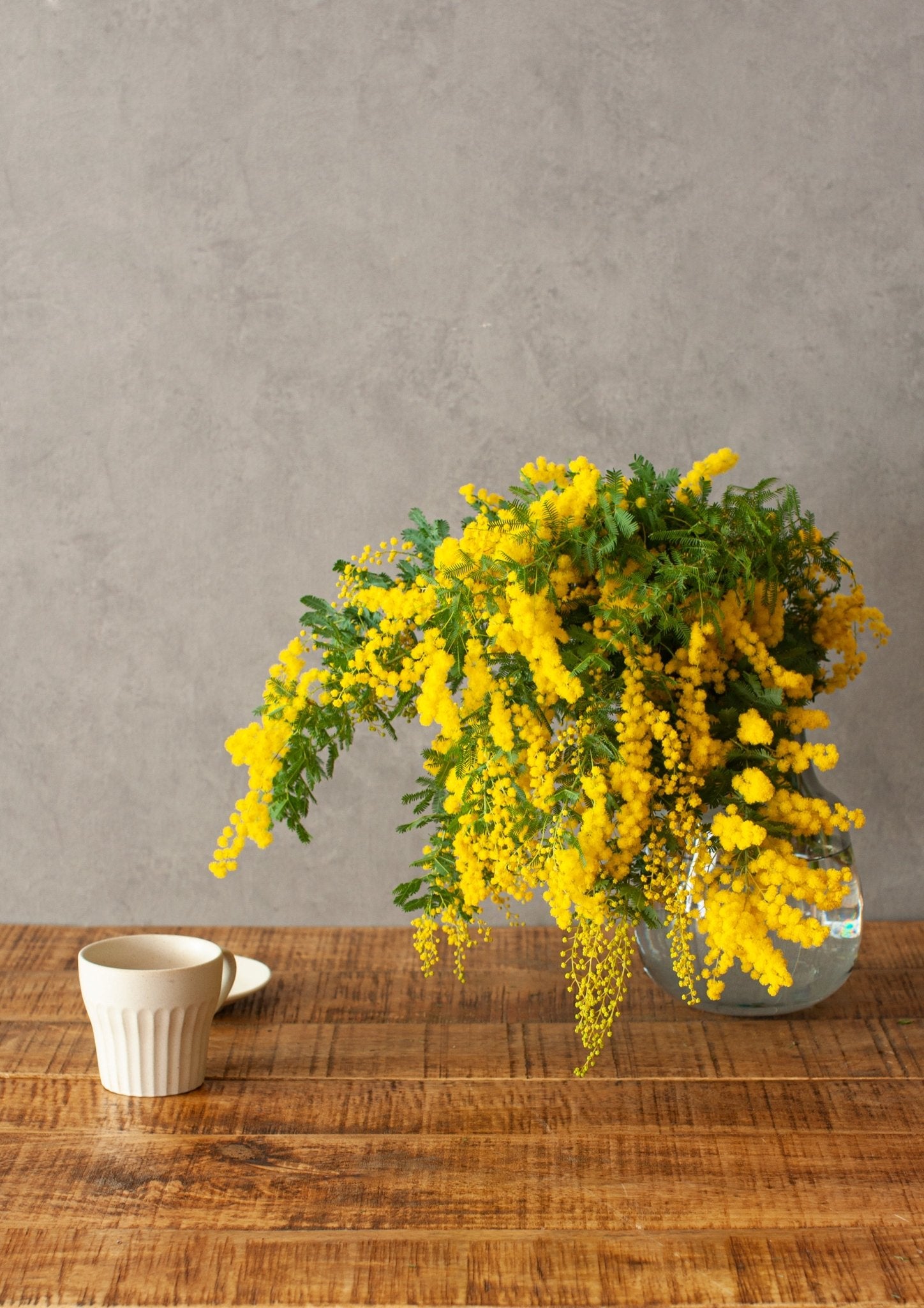 春の訪れを彩るミモザの枝 切り花 - 50～60cmの鮮やかなイエロー