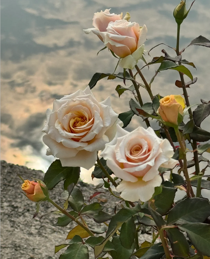 Ben Weatherstaff Rose -