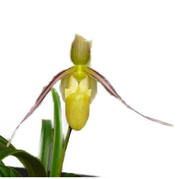 000000000493-01.jpg?size=m&w=