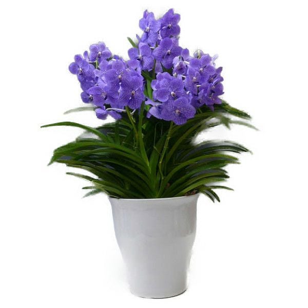 バンダ ブルー 5本立ち | 洋蘭.jp