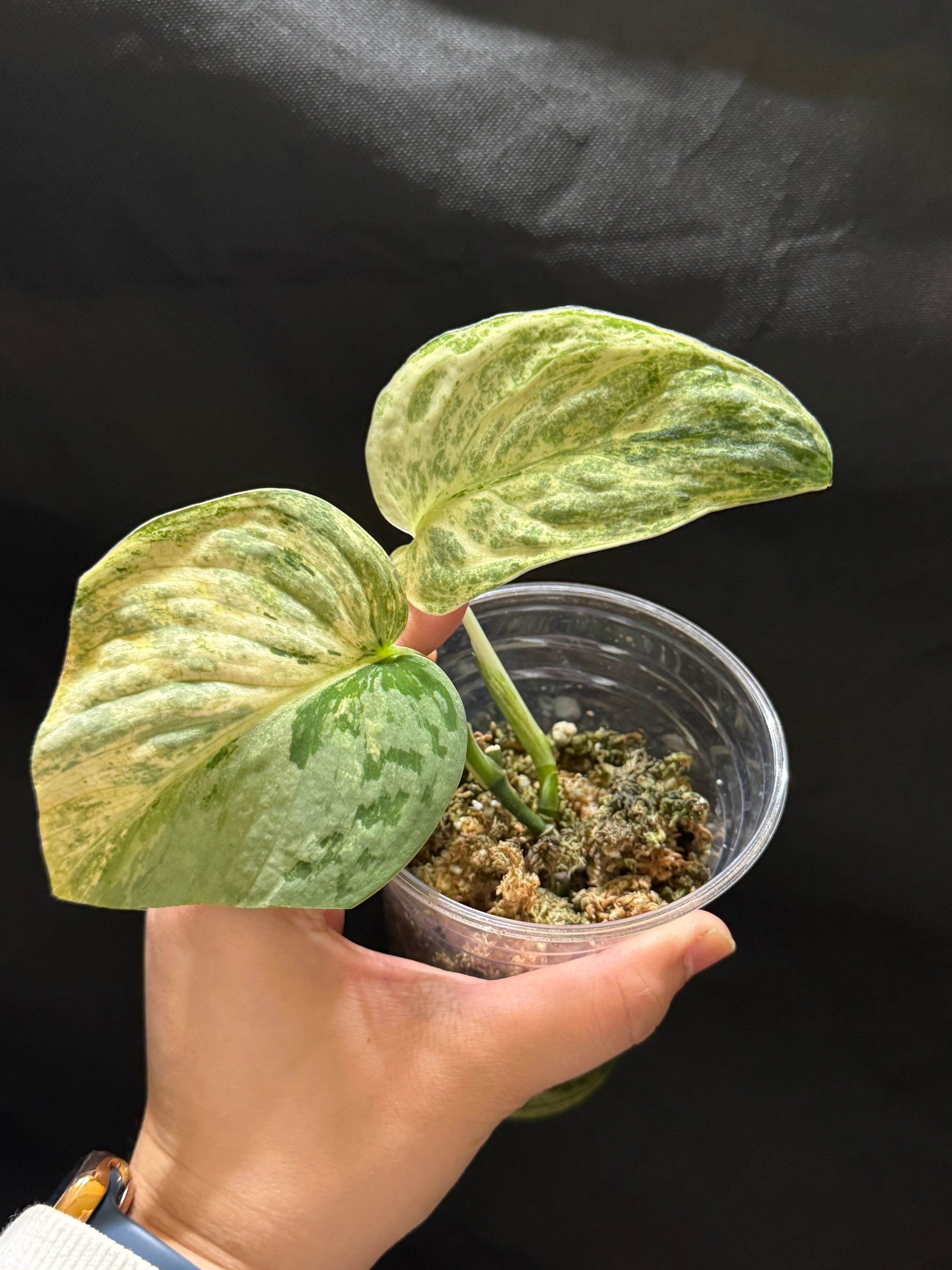Scindapsus Supermoon Tiulung + P. heartleaf albo – Your Rare