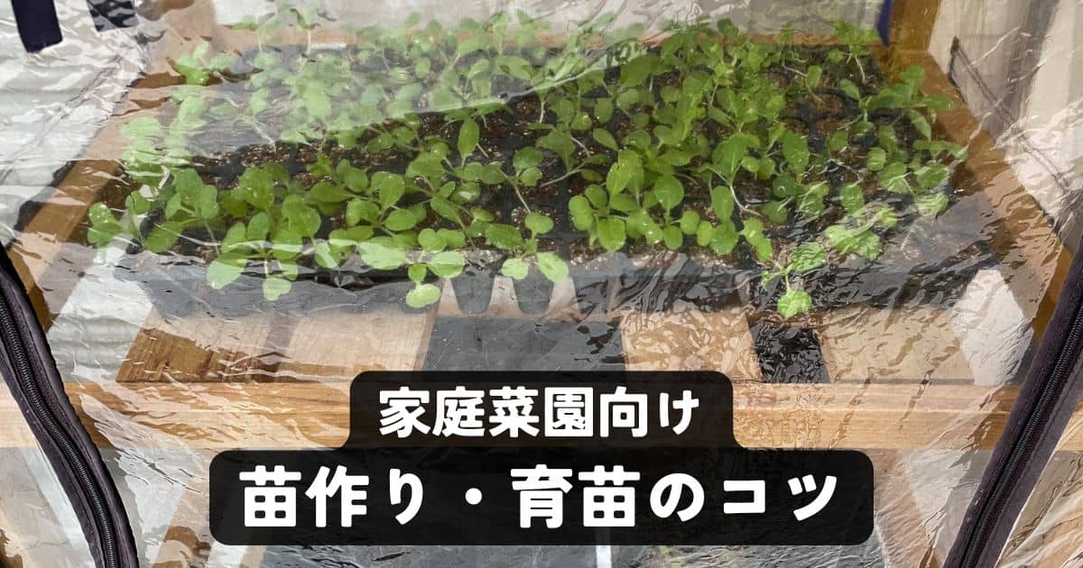家庭菜園向け「苗作り・育苗」のコツ | やまむファーム