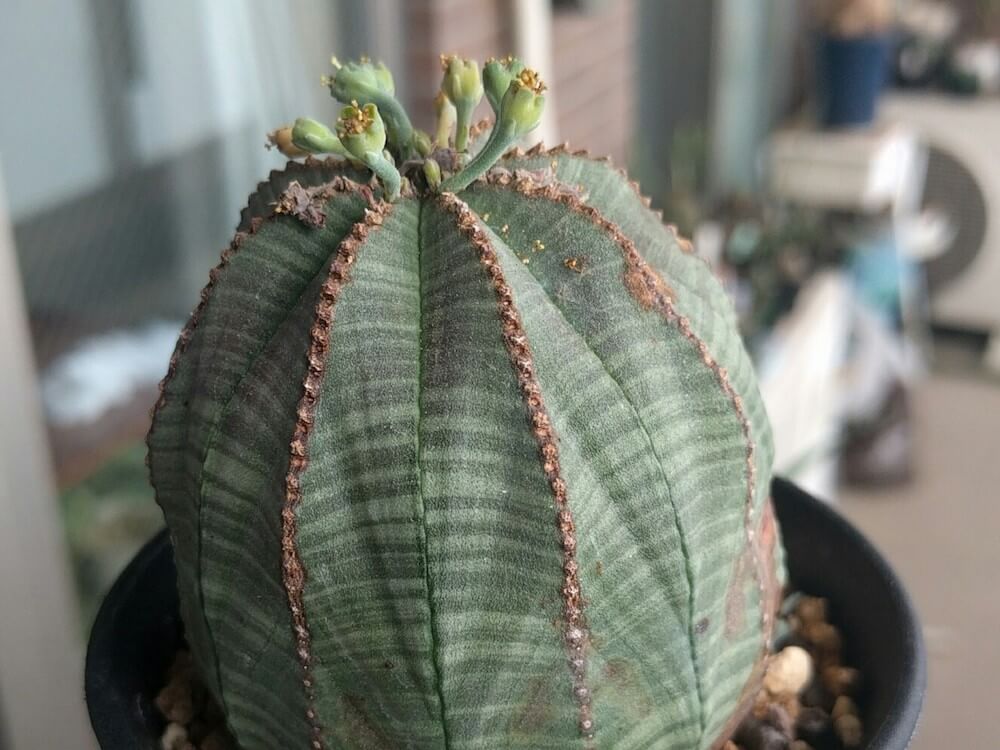 オベサのオスとメス（雄株、雌株）の見分け方と受粉方法 – ゆるぷ