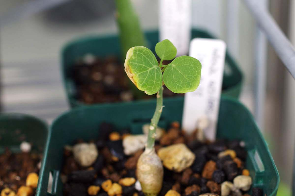 アデニア・アクレアータ（Adenia aculeata）の紹介、実生記録 – ゆるぷ