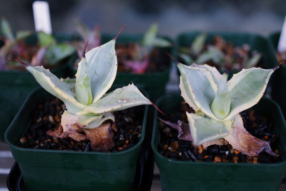 アガベの子株が成長しないので腰水で発根管理を実施 – ゆるぷ