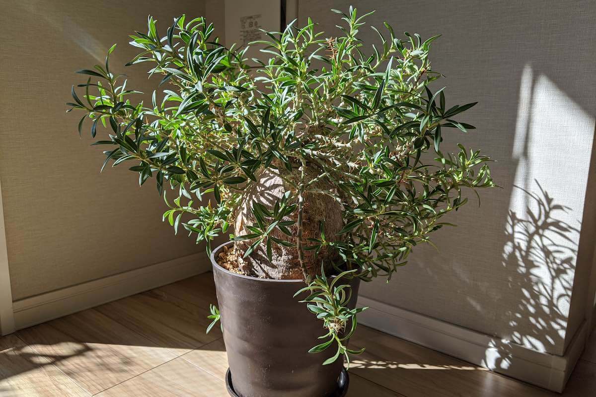 パキポディウム・ビスピノーサム（Pachypodiumbispinosum）の育て方