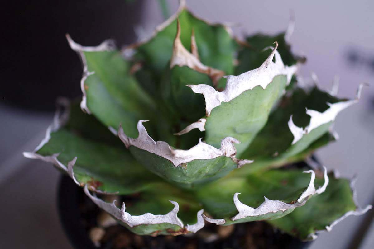 アガベ・チタノタ綴化（Agave titanota f. cristata）の紹介 – ゆるぷ