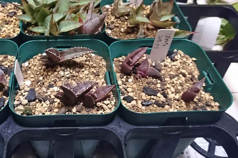 アガベ・チタノタの実生、成長記録（2016年9月〜） – ゆるぷ