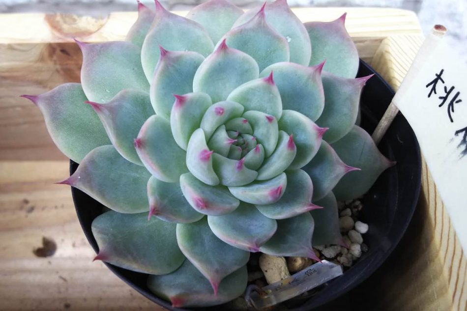 桃色の爪が美しいエケベリア・桃太郎の育て方 – ゆるぷ