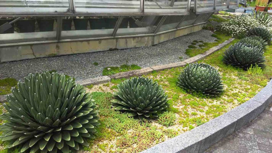 アガベ・笹の雪（Agave victoriae reginae）の紹介と育て方 – ゆるぷ