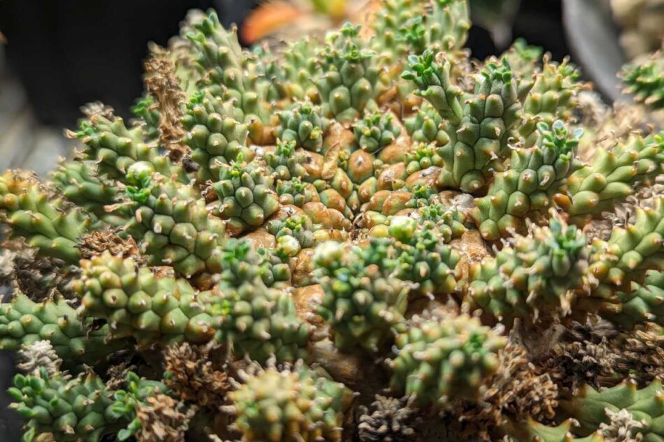 ユーフォルビア・アトロビリディス（Euphorbia atroviridis）の育て方
