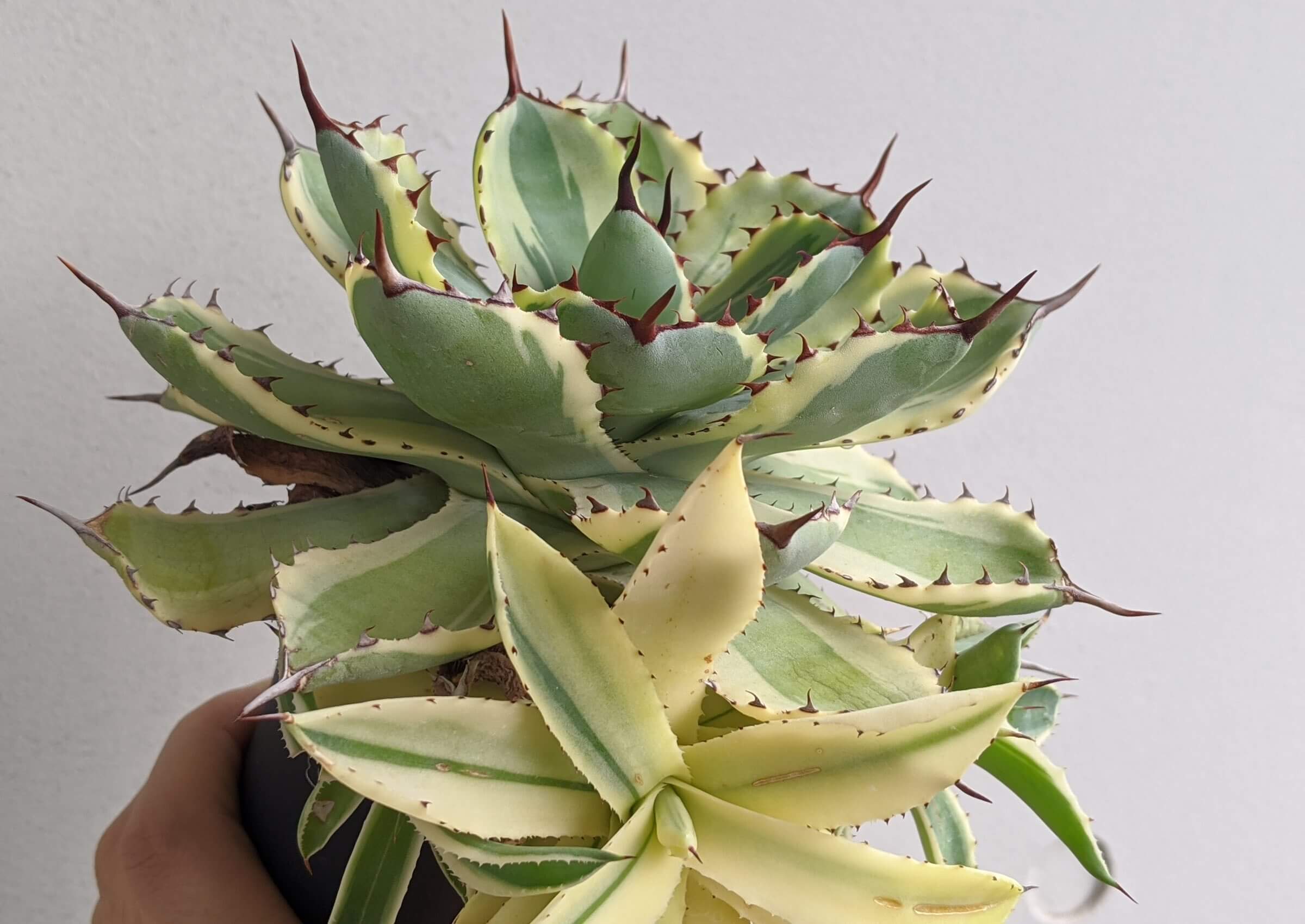 アガベ・吉祥冠錦の育て方、栽培記録 – ゆるぷ