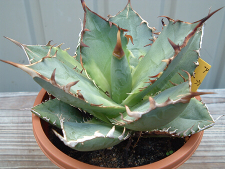 厳竜？白鯨？BB？ホワイトアイス？アガベ・チタノタのマーケット変貌と