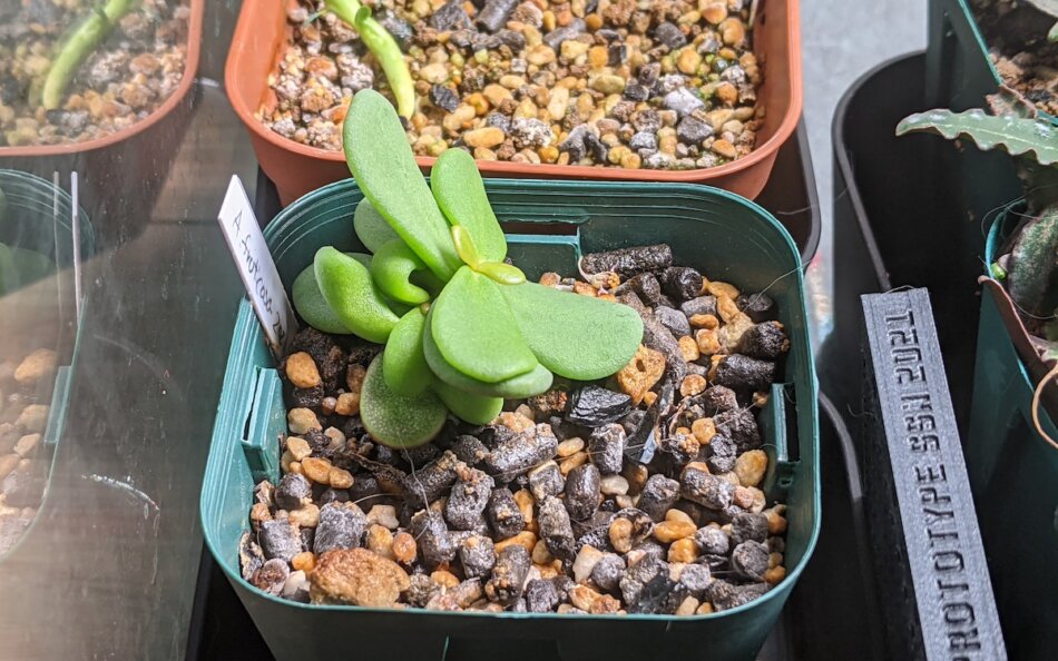 ケラリア・ピグマエア（Ceraria pygmaea）の実生、成長記録（2021年7月