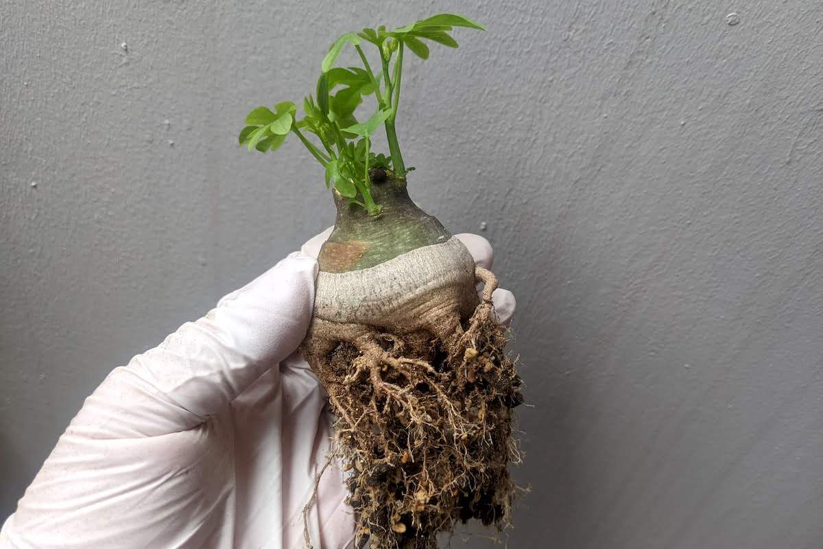 アデニア・グラウカの実生、成長記録（2016年6月〜） – ゆるぷ