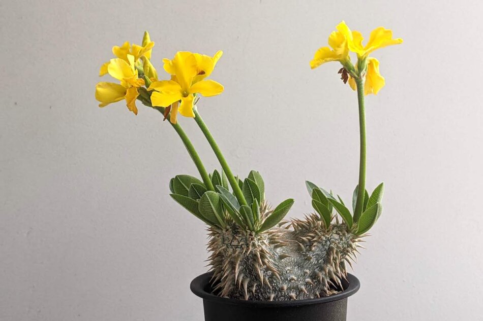 パキポディウム・恵比寿大黒（Pachypodium 'Densicaule'）の育て方