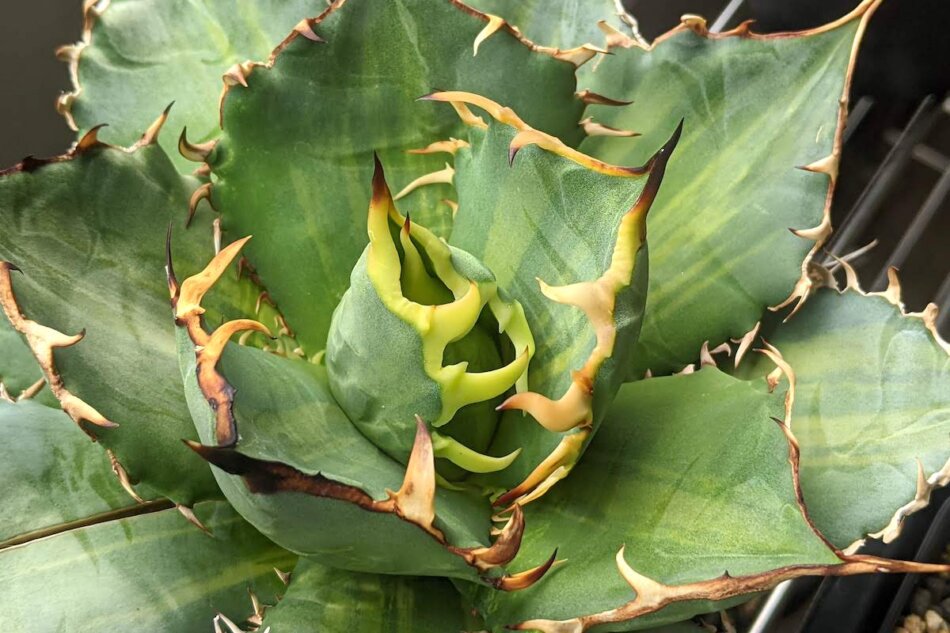 アガベ・チタノタ 縞斑（Agave titanota f.variegata） – ゆるぷ