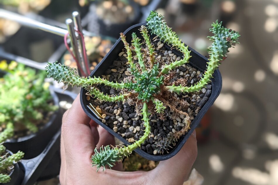 ユーフォルビア・アトロビリディス（Euphorbia atroviridis）の育て方