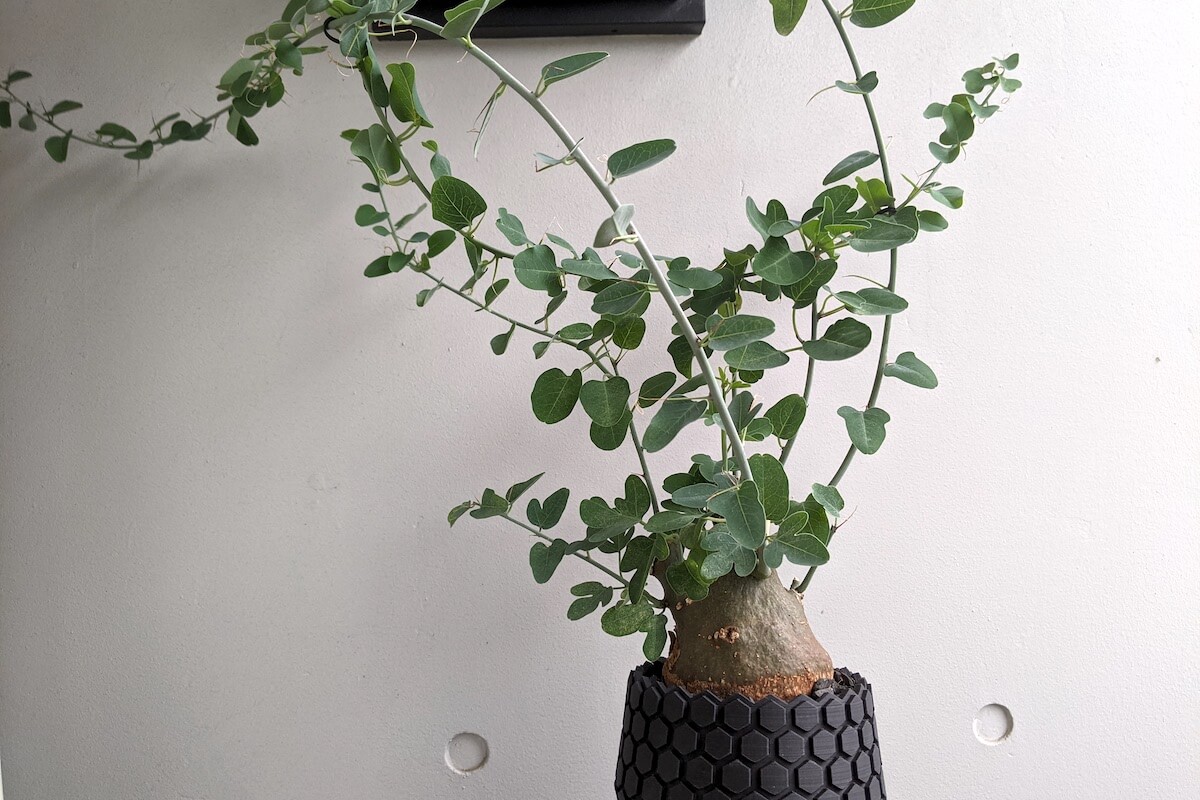 アデニア・ペチュエリー（Adenia pechuelii）の紹介 – ゆるぷ