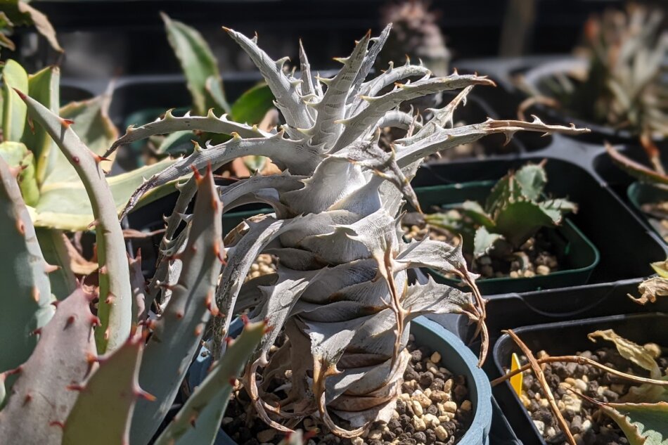 Dyckia goehringii（ディッキア・ゴエリンギー）の栽培記録 – ゆるぷ