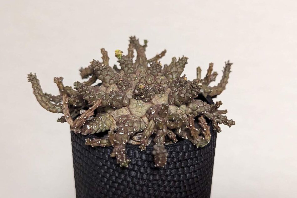 ユーフォルビア・ブレビラマ（Euphorbia brevirama）の育て方、栽培