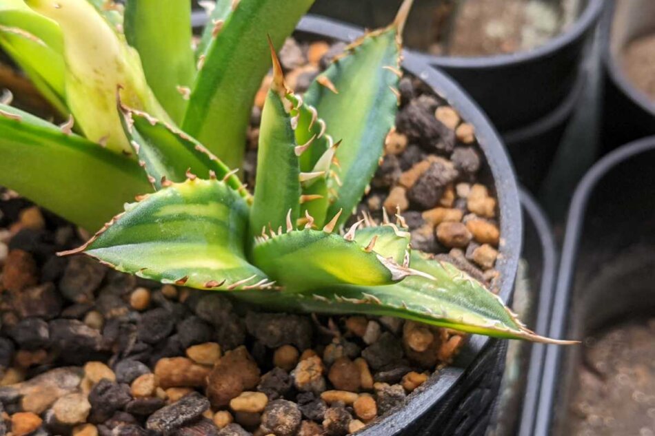 アガベ・チタノタ（Agave titanota） 中斑の紹介 – ゆるぷ