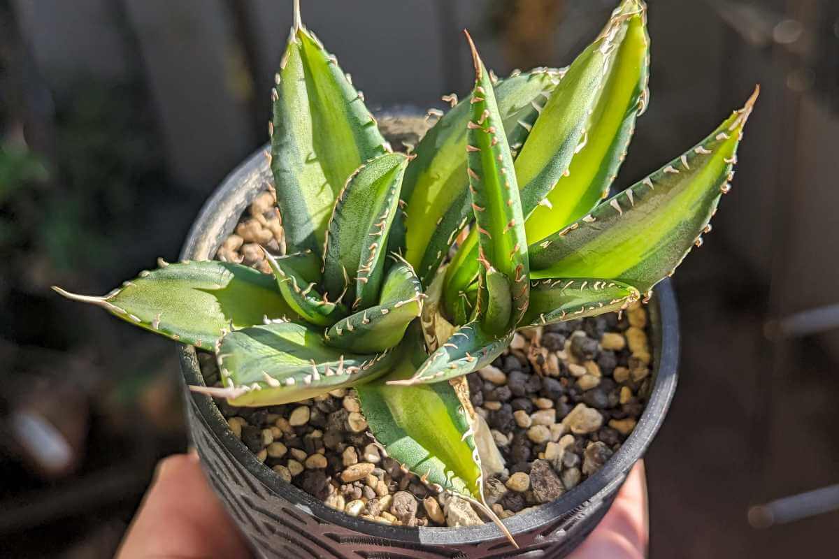 アガベ・チタノタ（Agave titanota） 中斑の紹介 – ゆるぷ