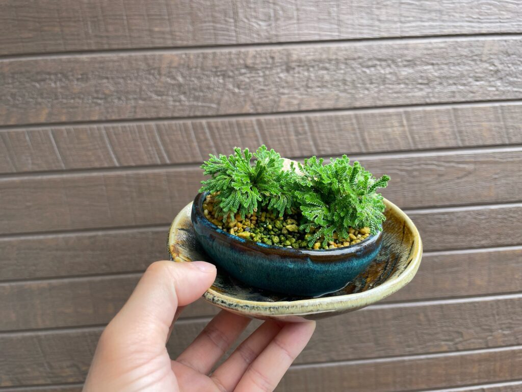 イワヒバ（岩松）の育て方‐おーきっどblog