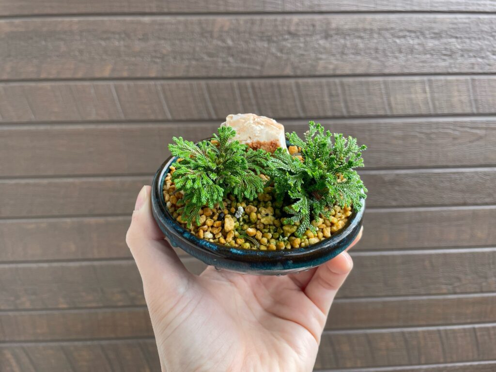 イワヒバ（岩松）の育て方‐おーきっどblog