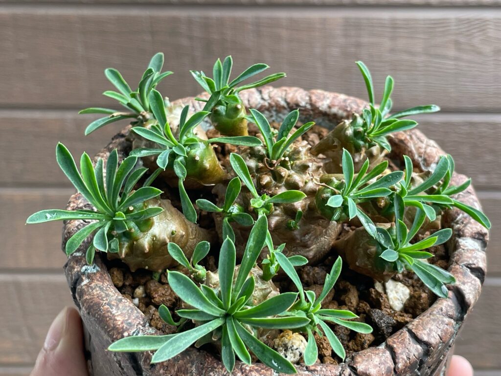 ユーフォルビア・峨眉山の育て方‐おーきっどblog
