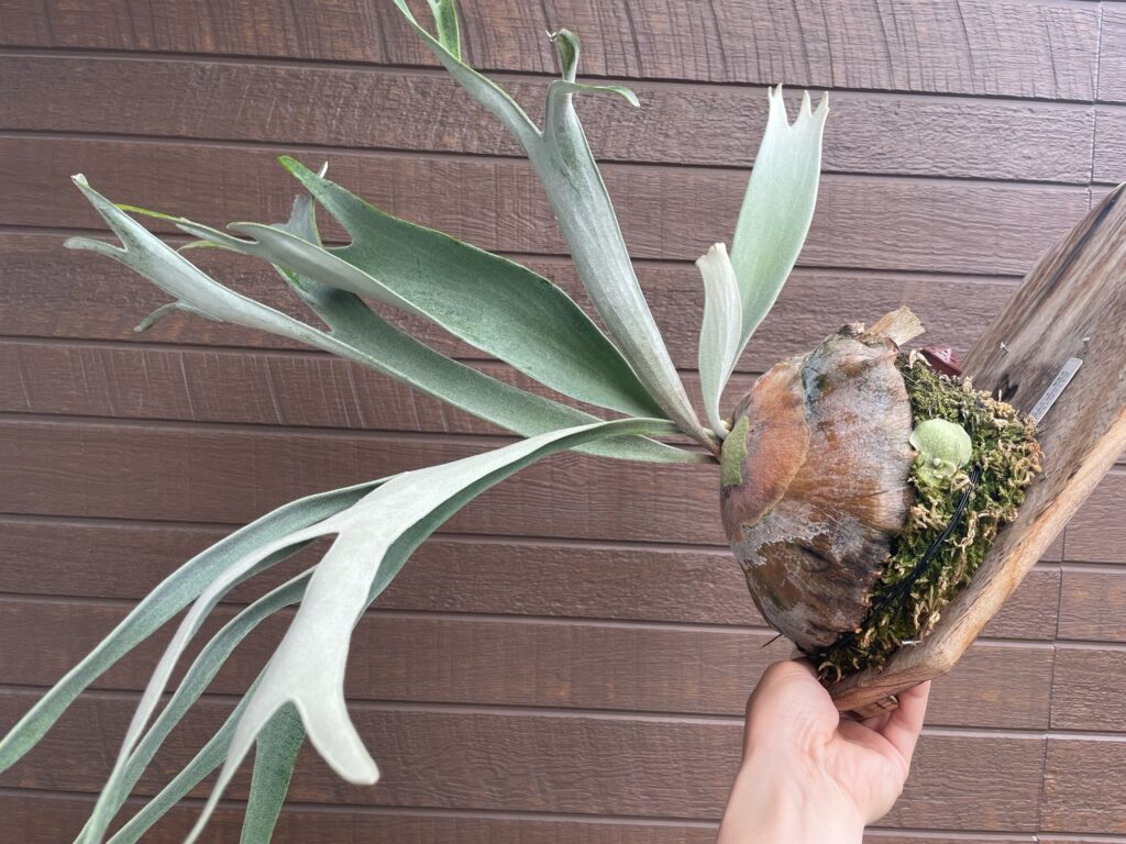 ビカクシダ・ベイチー（ヴィーチー）の育て方‐おーきっどblog