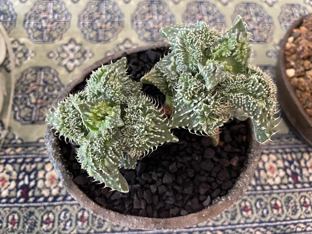 フォーカリアの育て方‐おーきっどblog