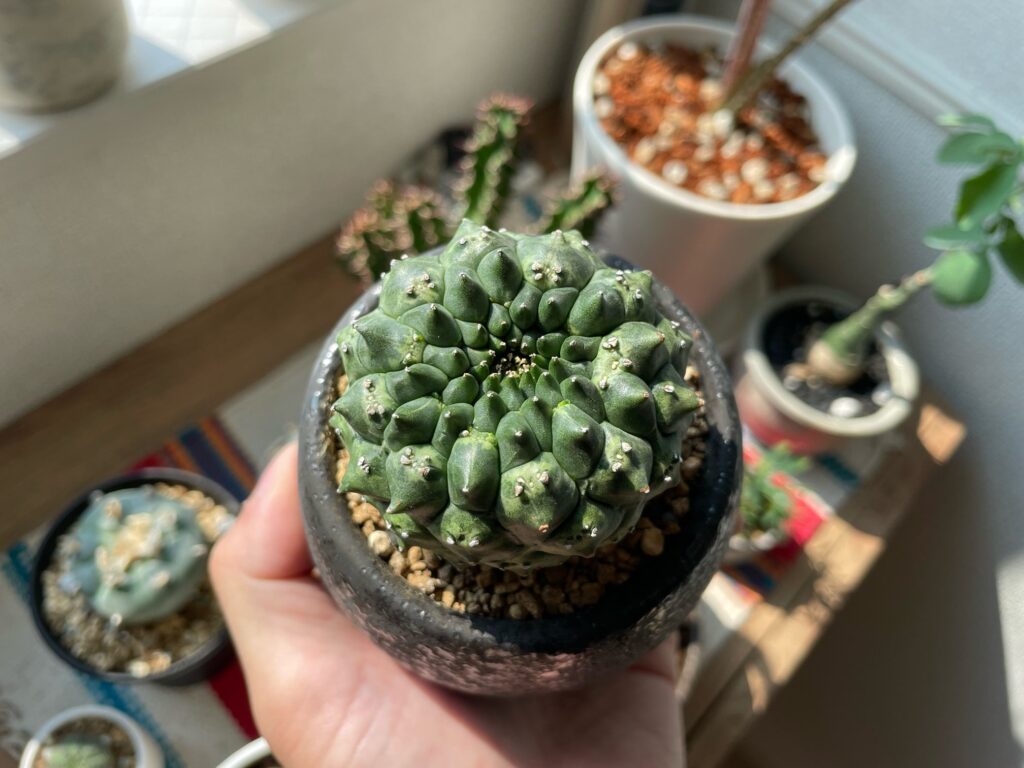 ユーフォルビア・ギムノカリキオイデスの育て方‐おーきっどblog