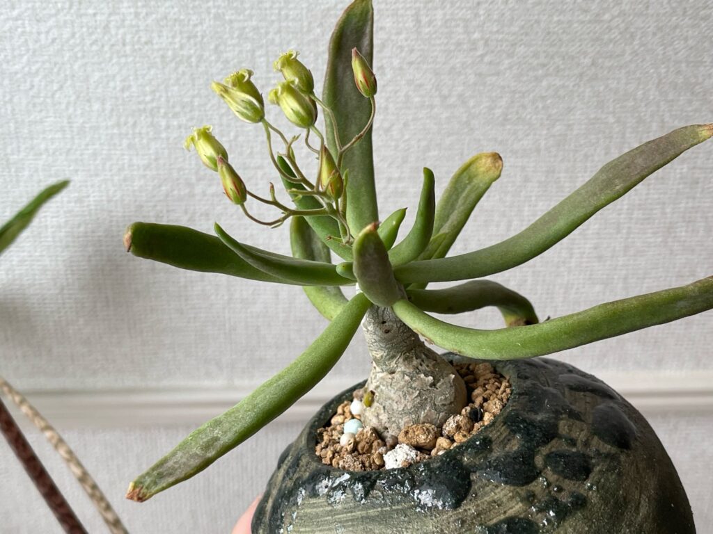 チレコドン・レティキュラーツス(万物想)の育て方-おーきっどblog