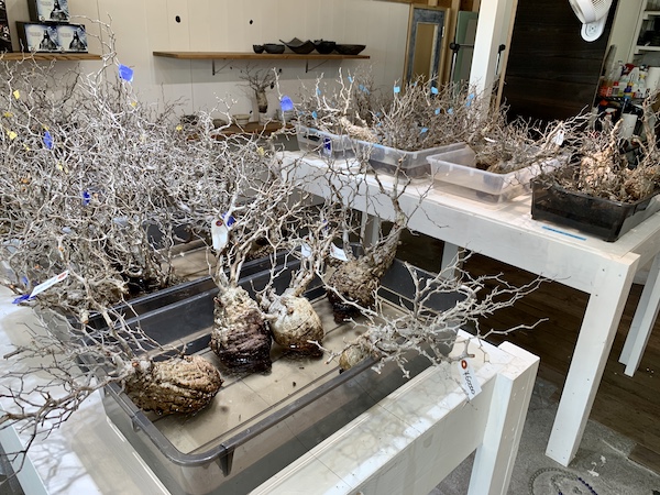 オペルクリカリア・パキプスの発根管理に挑戦！5本目の正直となるか