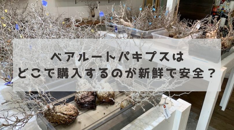 ベアルートパキプスはどこから買うのが新鮮で安全か？おすすめの購入先